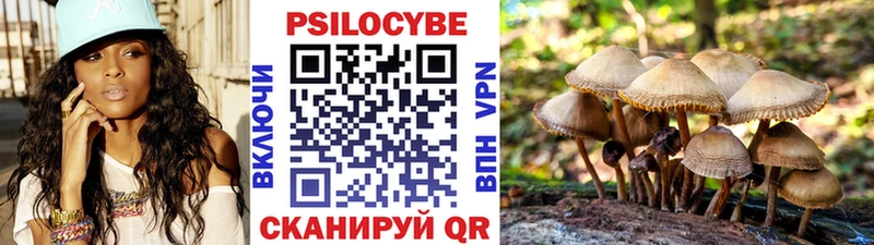 купить   Сосногорск  Псилоцибиновые грибы Psilocybine cubensis 